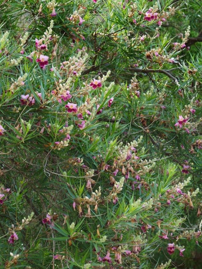 Wüstenweide, Chilopsis linearis 'Burgundy' kaufen im Online-Shop der Bohlken Baumschulen