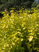 Gold-Hartriegel, Cornus alba 'Aurea' kaufen im Online-Shop der Bohlken Baumschulen