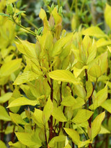 Gold-Hartriegel, Cornus alba 'Aurea' kaufen im Online-Shop der Bohlken Baumschulen