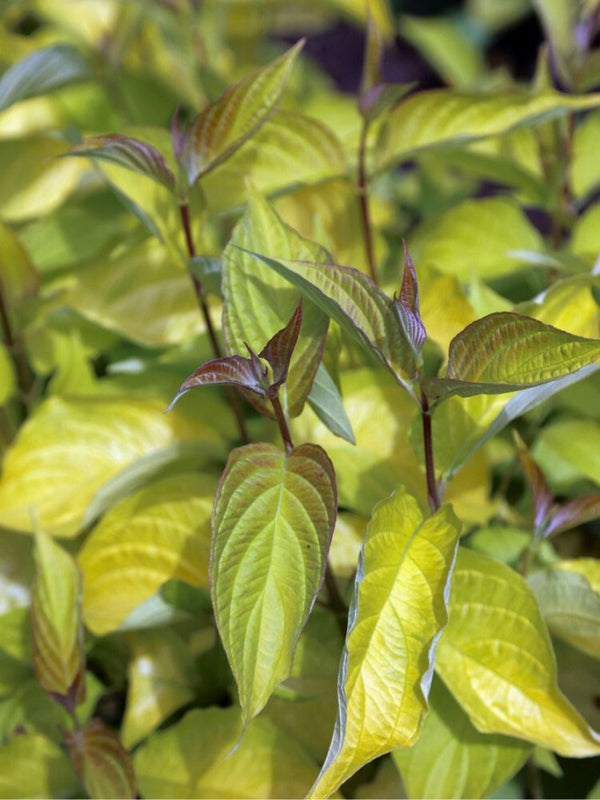 Gold-Hartriegel, Cornus alba 'Aurea' kaufen im Online-Shop der Bohlken Baumschulen