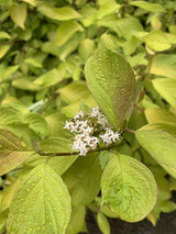 Gold-Hartriegel, Cornus alba 'Aurea' kaufen im Online-Shop der Bohlken Baumschulen