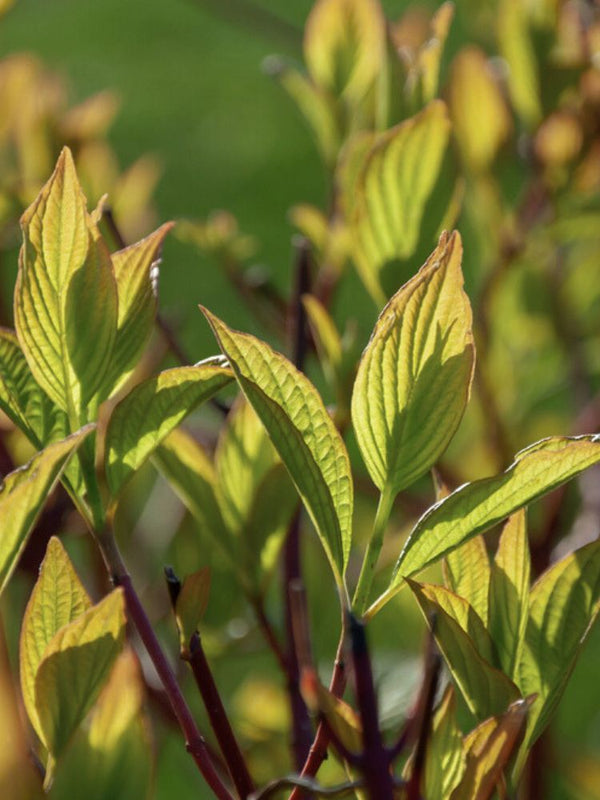 Schwarzholz-Hartriegel, Cornus alba 'Kesselringii' kaufen im Online-Shop der Bohlken Baumschulen