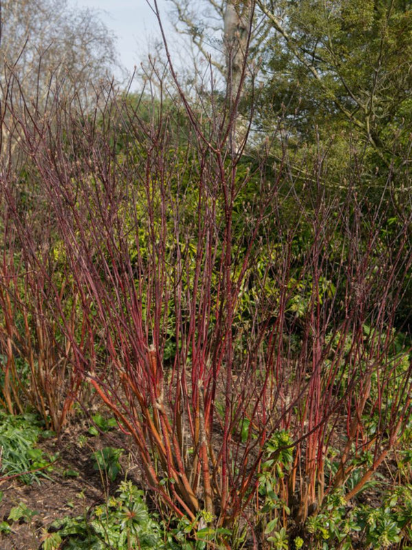 Schwarzholz-Hartriegel, Cornus alba 'Kesselringii' kaufen im Online-Shop der Bohlken Baumschulen