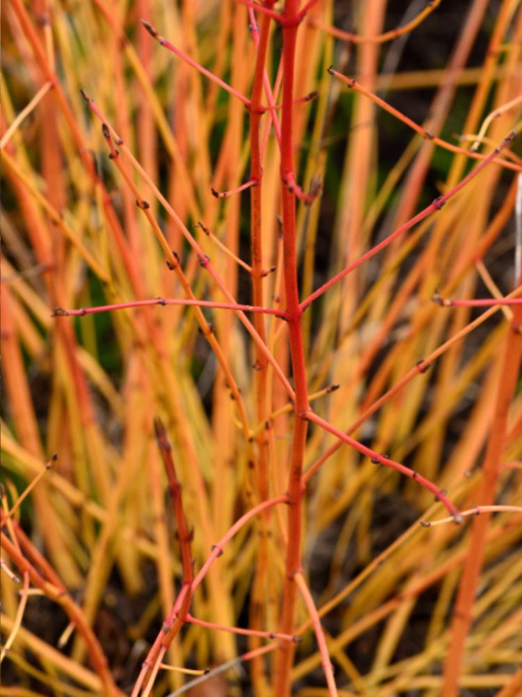 Artikelbild für Roter Hartriegel / Cornus sanguinea 'Midwinter Fire' im Online-Shop der Bohlken Baumschulen