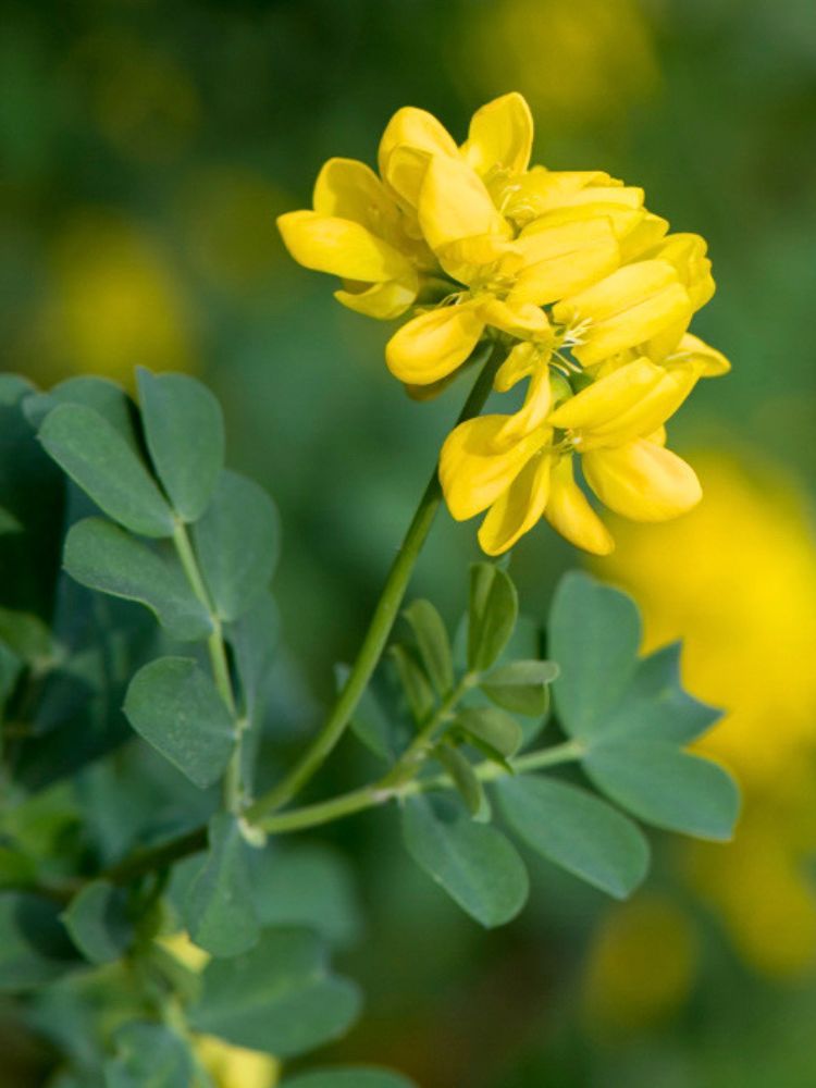 Blaue Kronwicke, Coronilla valentina subsp. glauca kaufen im Online-Shop der Bohlken Baumschulen