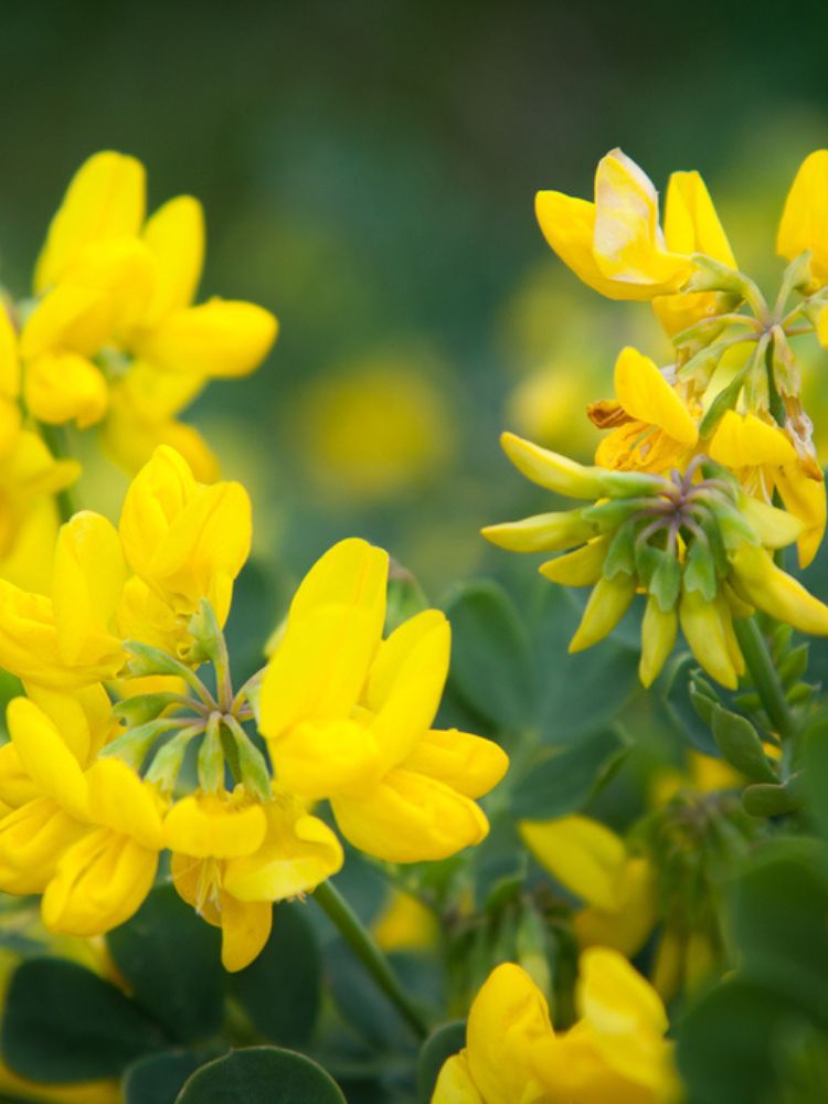 Blaue Kronwicke, Coronilla valentina subsp. glauca kaufen im Online-Shop der Bohlken Baumschulen