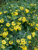 Blaue Kronwicke, Coronilla valentina subsp. glauca kaufen im Online-Shop der Bohlken Baumschulen