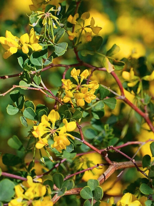 Blaue Kronwicke, Coronilla valentina subsp. glauca kaufen im Online-Shop der Bohlken Baumschulen