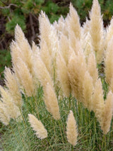 Kleines Pampasgras, Cortaderia selloana 'Evita' ® kaufen im Online-Shop der Bohlken Baumschulen