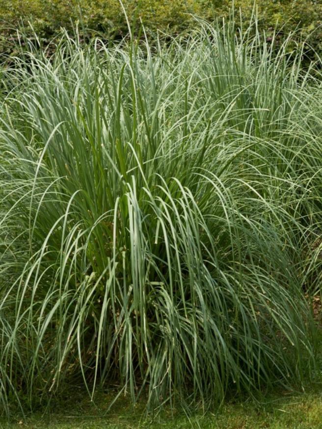 Kleines Pampasgras, Cortaderia selloana 'Evita' ® kaufen im Online-Shop der Bohlken Baumschulen