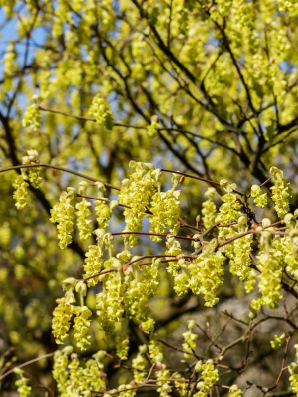 Hohe Scheinhasel, Corylopsis spicata kaufen im Online-Shop der Bohlken Baumschulen