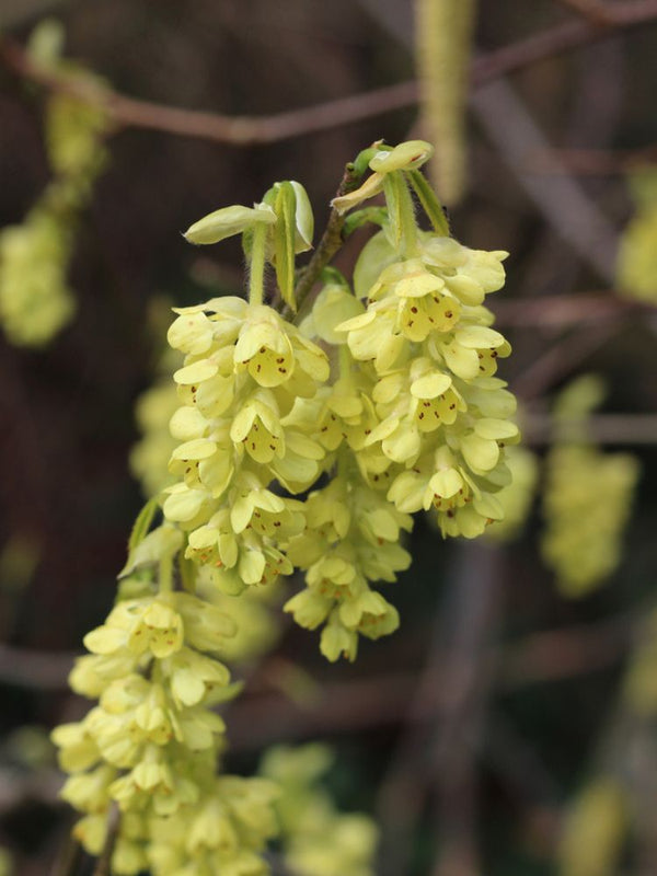 Hohe Scheinhasel, Corylopsis spicata kaufen im Online-Shop der Bohlken Baumschulen