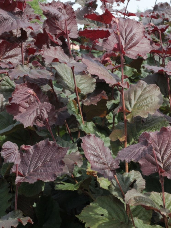 Rotblättrige Zellernuss, Corylus avellana 'Rotblättrige Zellernuss' kaufen im Online-Shop der Bohlken Baumschulen