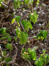 Korkenzieherhasel, Haselnuss, Corylus avellana 'Twister' kaufen im Online-Shop der Bohlken Baumschulen