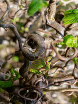 Korkenzieherhasel, Haselnuss, Corylus avellana 'Twister' kaufen im Online-Shop der Bohlken Baumschulen