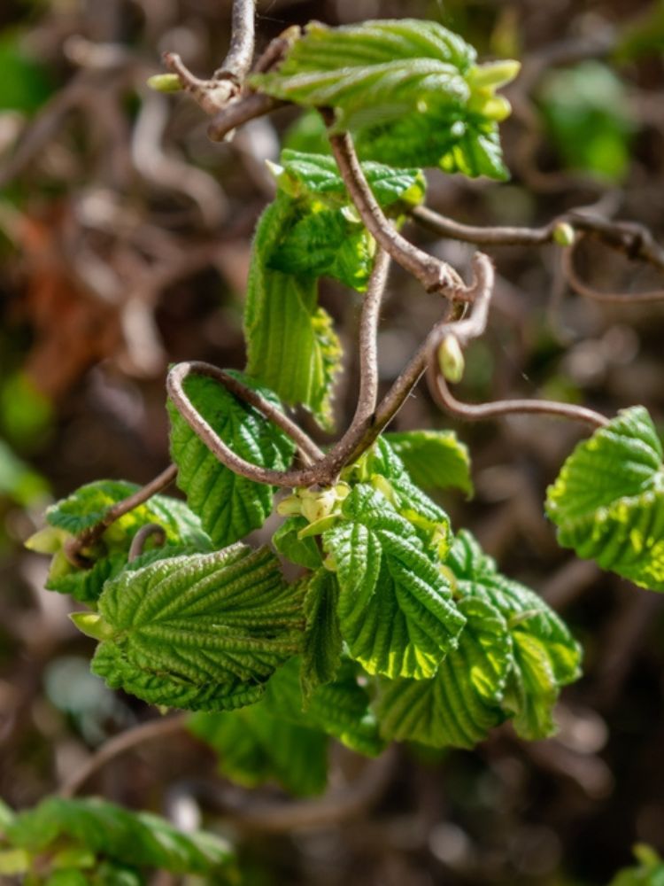 Korkenzieherhasel, Haselnuss, Corylus avellana 'Twister' kaufen im Online-Shop der Bohlken Baumschulen