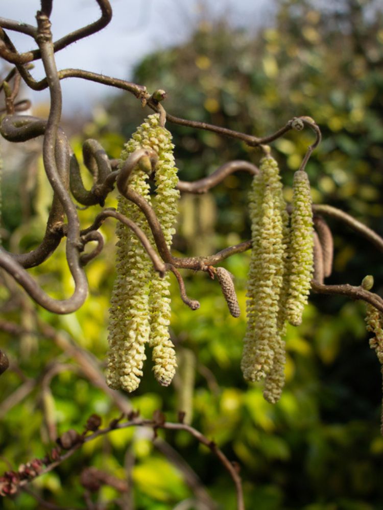 Korkenzieherhasel, Haselnuss, Corylus avellana 'Twister' kaufen im Online-Shop der Bohlken Baumschulen