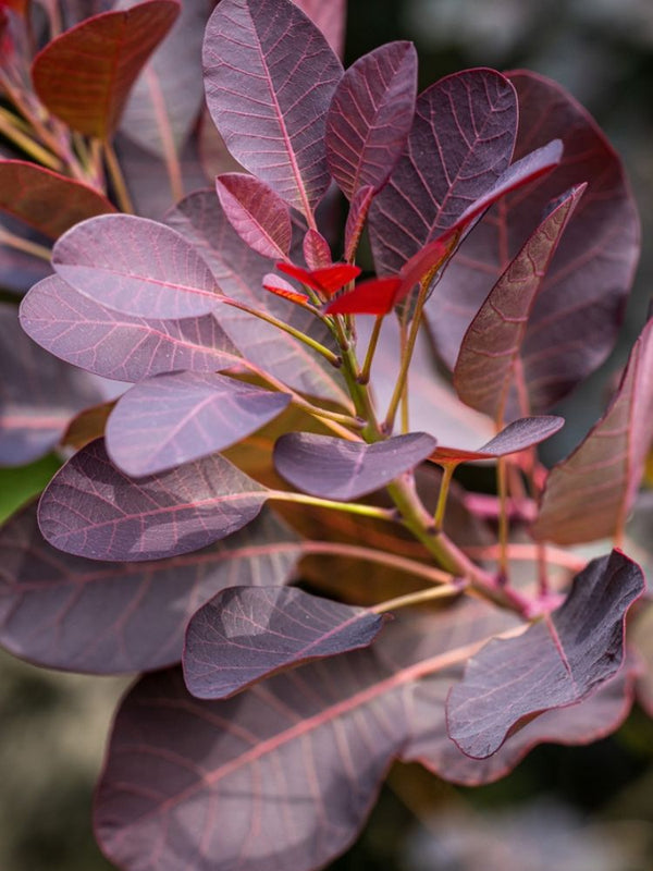 Perückenstrauch, Cotinus coggygria 'Lilla' ®  kaufen im Online-Shop der Bohlken Baumschulen