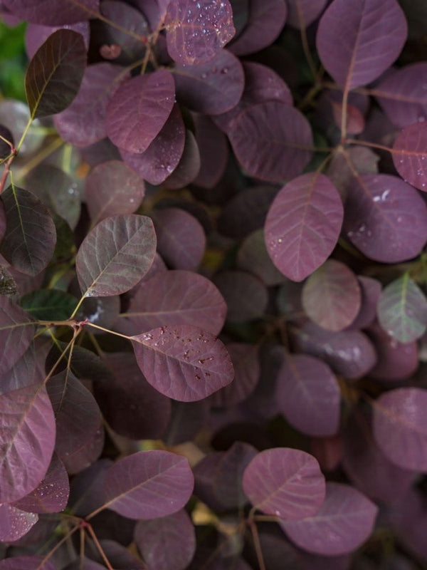 Perückenstrauch, Cotinus coggygria 'Lilla' ®  kaufen im Online-Shop der Bohlken Baumschulen