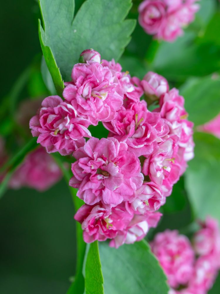 Artikelbild für Echter Rotdorn Crataegus laevigata 'Paul's Scarlet' Onlineshop der Bohlken Baumschulen