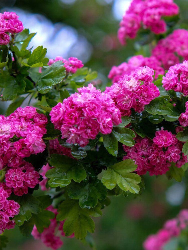 Artikelbild für Echter Rotdorn Crataegus laevigata 'Paul's Scarlet' Onlineshop der Bohlken Baumschulen