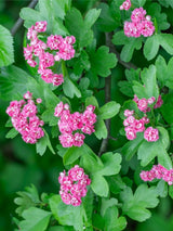 Artikelbild für Echter Rotdorn Crataegus laevigata 'Paul's Scarlet' Onlineshop der Bohlken Baumschulen