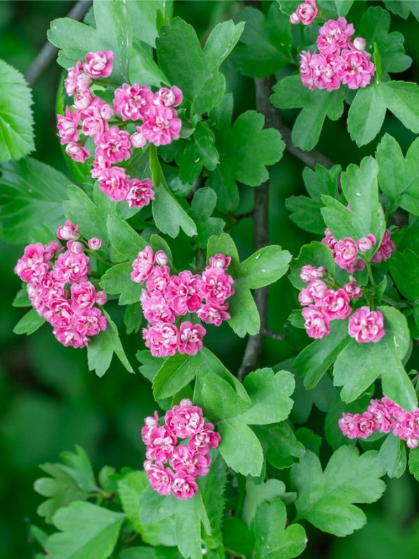 Artikelbild für Echter Rotdorn Crataegus laevigata 'Paul's Scarlet' Onlineshop der Bohlken Baumschulen