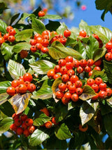 Apfeldorn, Lederblättriger Weißdorn, Crataegus lavallei 'Carrierei'  kaufen im Online-Shop der Bohlken Baumschulen