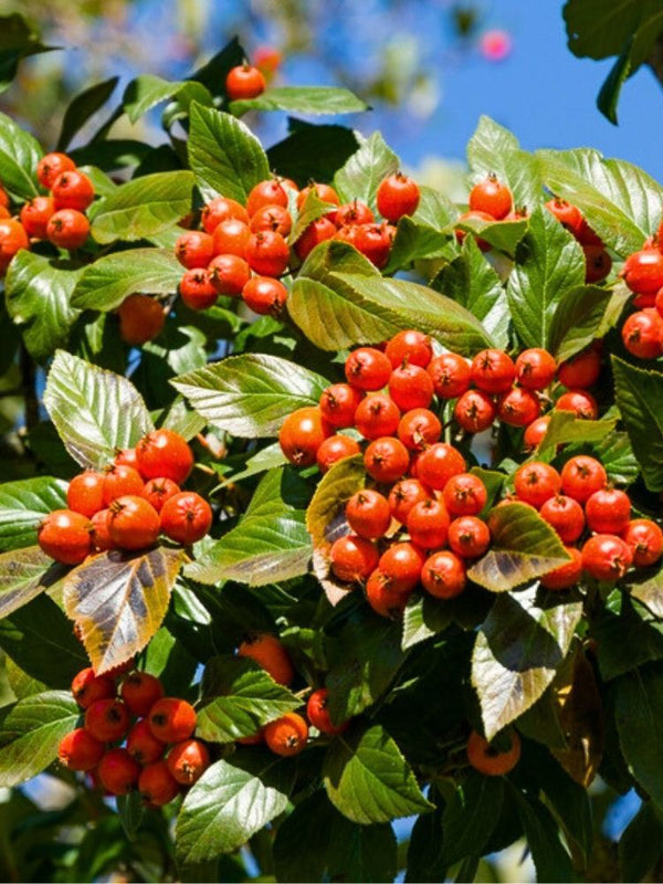 Apfeldorn, Lederblättriger Weißdorn, Crataegus lavallei 'Carrierei'  kaufen im Online-Shop der Bohlken Baumschulen