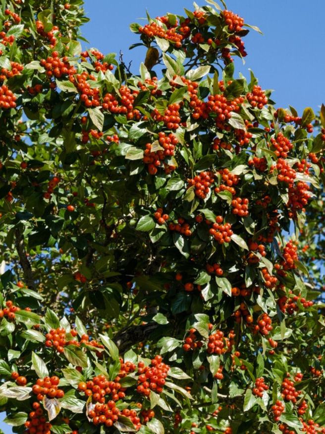 Apfeldorn, Lederblättriger Weißdorn, Crataegus lavallei 'Carrierei'  kaufen im Online-Shop der Bohlken Baumschulen