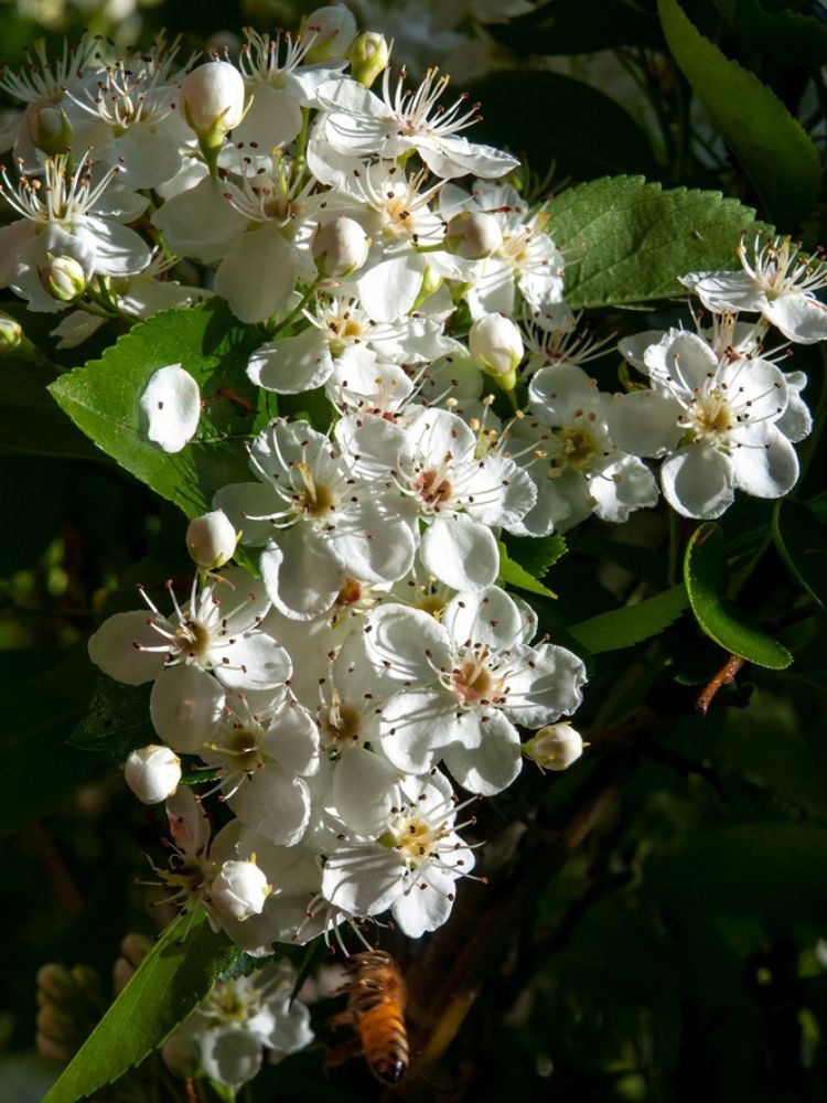 Apfeldorn, Lederblättriger Weißdorn, Crataegus lavallei 'Carrierei'  kaufen im Online-Shop der Bohlken Baumschulen