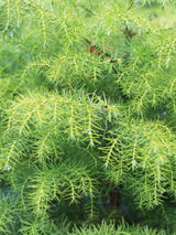 Hahnenkamm-Sicheltanne, Cryptomeria japonica 'Elegans Viridis' kaufen im Online-Shop der Bohlken Baumschulen