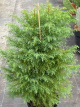 Hahnenkamm-Sicheltanne, Cryptomeria japonica 'Elegans Viridis' kaufen im Online-Shop der Bohlken Baumschulen