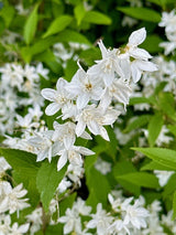 Artikelbild für Maiblumenstrauch Deutzia gracilis Onlineshop der Bohlken Baumschulen