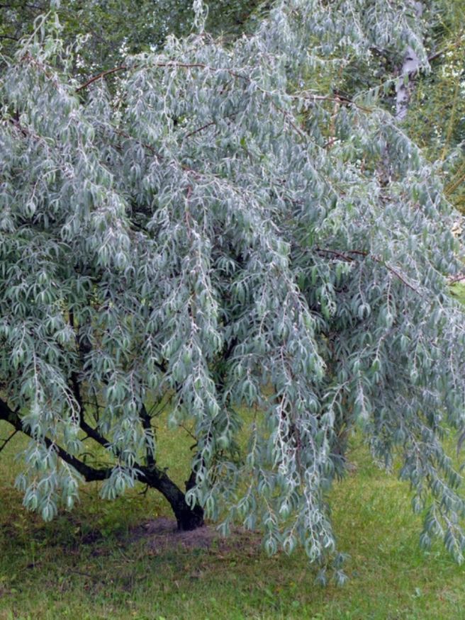 Artikelbild für Schmalblättrige Ölweide Elaeagnus angustifolia Onlineshop der Bohlken Baumschulen