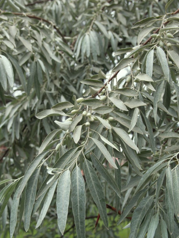 Artikelbild für Schmalblättrige Ölweide Elaeagnus angustifolia Onlineshop der Bohlken Baumschulen