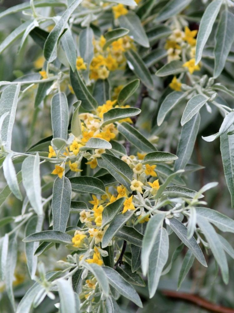 Artikelbild für Schmalblättrige Ölweide Elaeagnus angustifolia Onlineshop der Bohlken Baumschulen