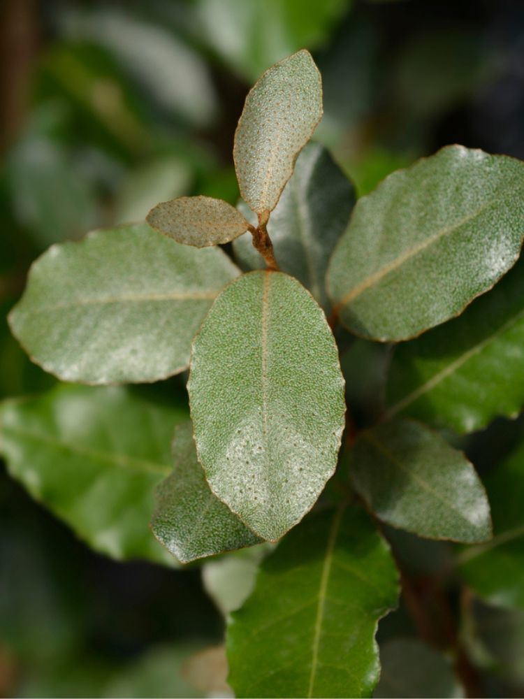 Wintergrüne Ölweide 'Compacta'