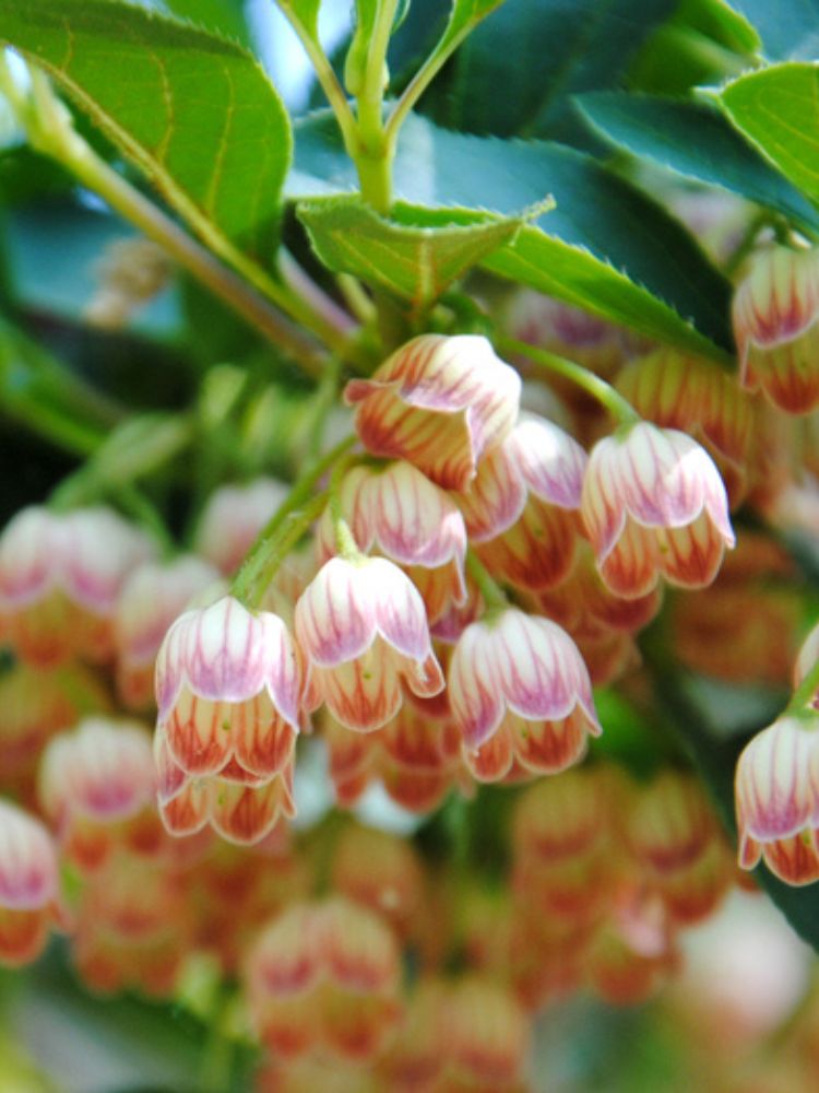 Artikelbild für Prachtglocke Enkianthus campanulatus im Onlineshop der Bohlken Baumschulen
