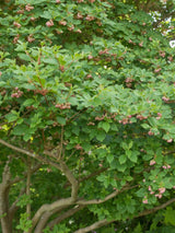 Artikelbild für Prachtglocke Enkianthus campanulatus im Onlineshop der Bohlken Baumschulen