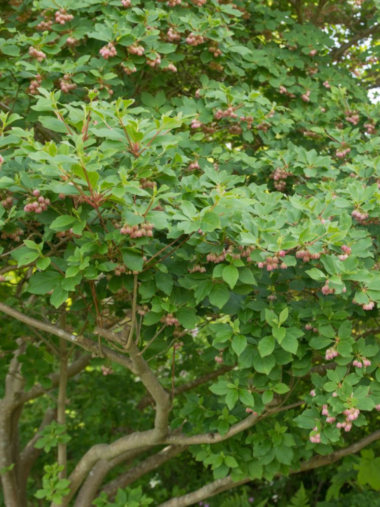 Artikelbild für Prachtglocke Enkianthus campanulatus im Onlineshop der Bohlken Baumschulen