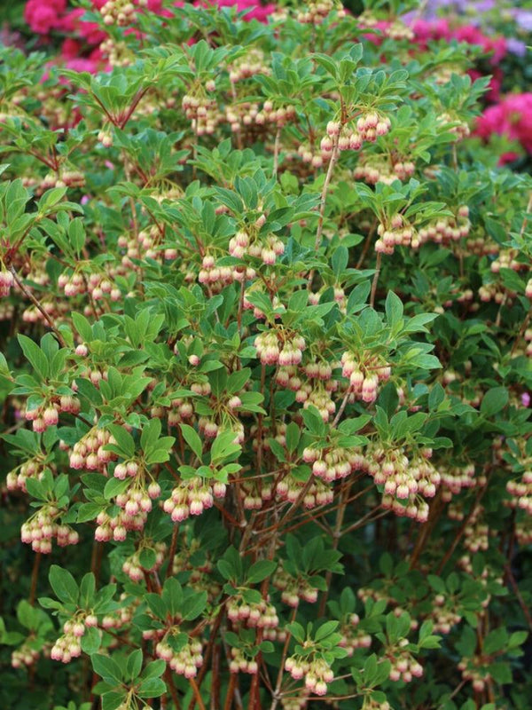 Artikelbild für Prachtglocke Enkianthus campanulatus im Onlineshop der Bohlken Baumschulen