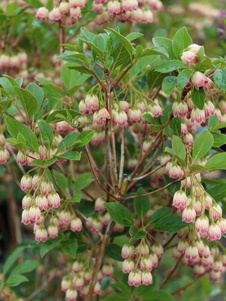 Artikelbild für Prachtglocke Enkianthus campanulatus im Onlineshop der Bohlken Baumschulen