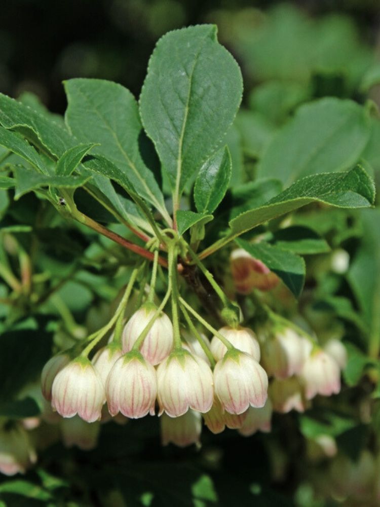 Prachtglocke, Enkianthus campanulatus 'Prettycoat' ® kaufen im Online-Shop der Bohlken Baumschulen