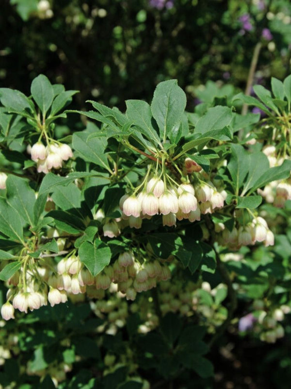 Prachtglocke, Enkianthus campanulatus 'Prettycoat' ® kaufen im Online-Shop der Bohlken Baumschulen