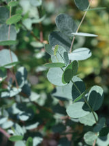 Winterharter Eukalyptus, Eucalyptus gunnii 'Silverana'® kaufen im Online-Shop der Bohlken Baumschulen