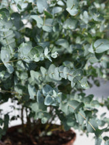 Winterharter Eukalyptus, Eucalyptus gunnii 'Silverana'® kaufen im Online-Shop der Bohlken Baumschulen