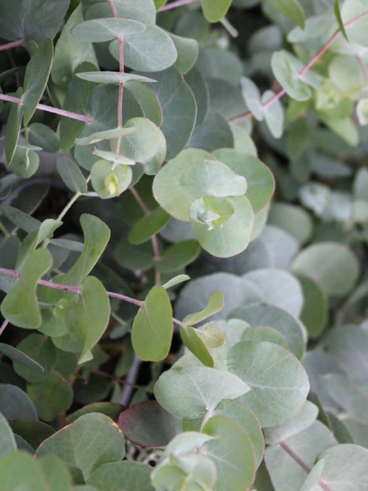 Winterharter Eukalyptus, Eucalyptus gunnii 'Silverana'® kaufen im Online-Shop der Bohlken Baumschulen