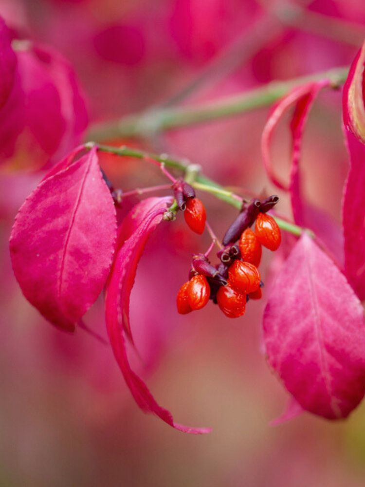 Korkflügelstrauch 'Compactus', Euonymus alatus 'Compactus' kaufen im Online-Shop der Bohlken 