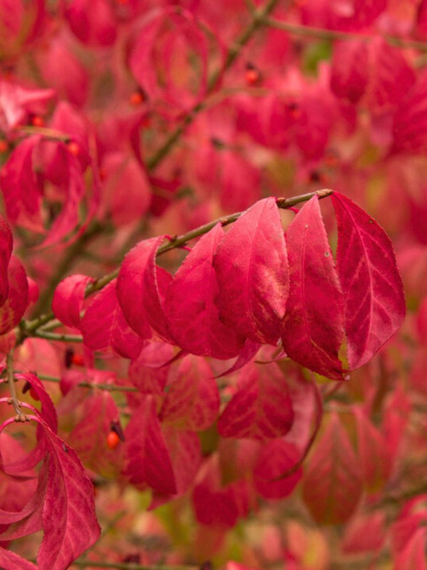 Korkflügelstrauch 'Compactus', Euonymus alatus 'Compactus' kaufen im Online-Shop der Bohlken 